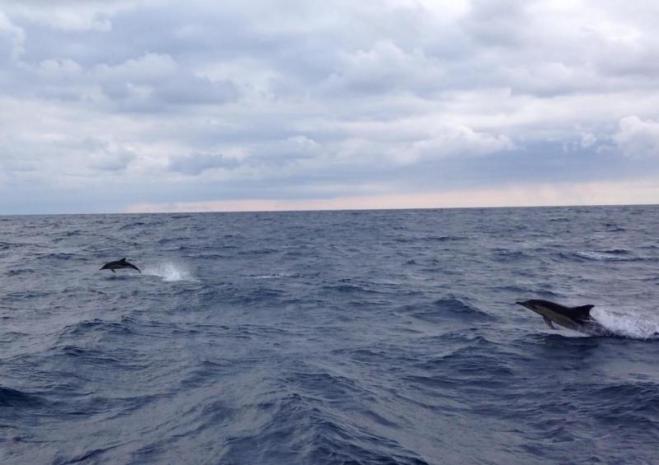 Dolphin Biscay 2