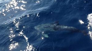 Dolphin 5