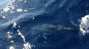 Dolphin 7